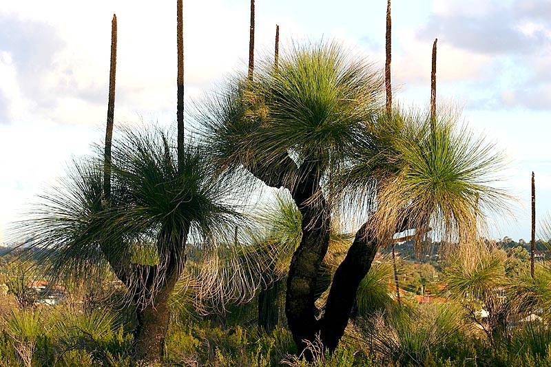   Xanthorrhoea